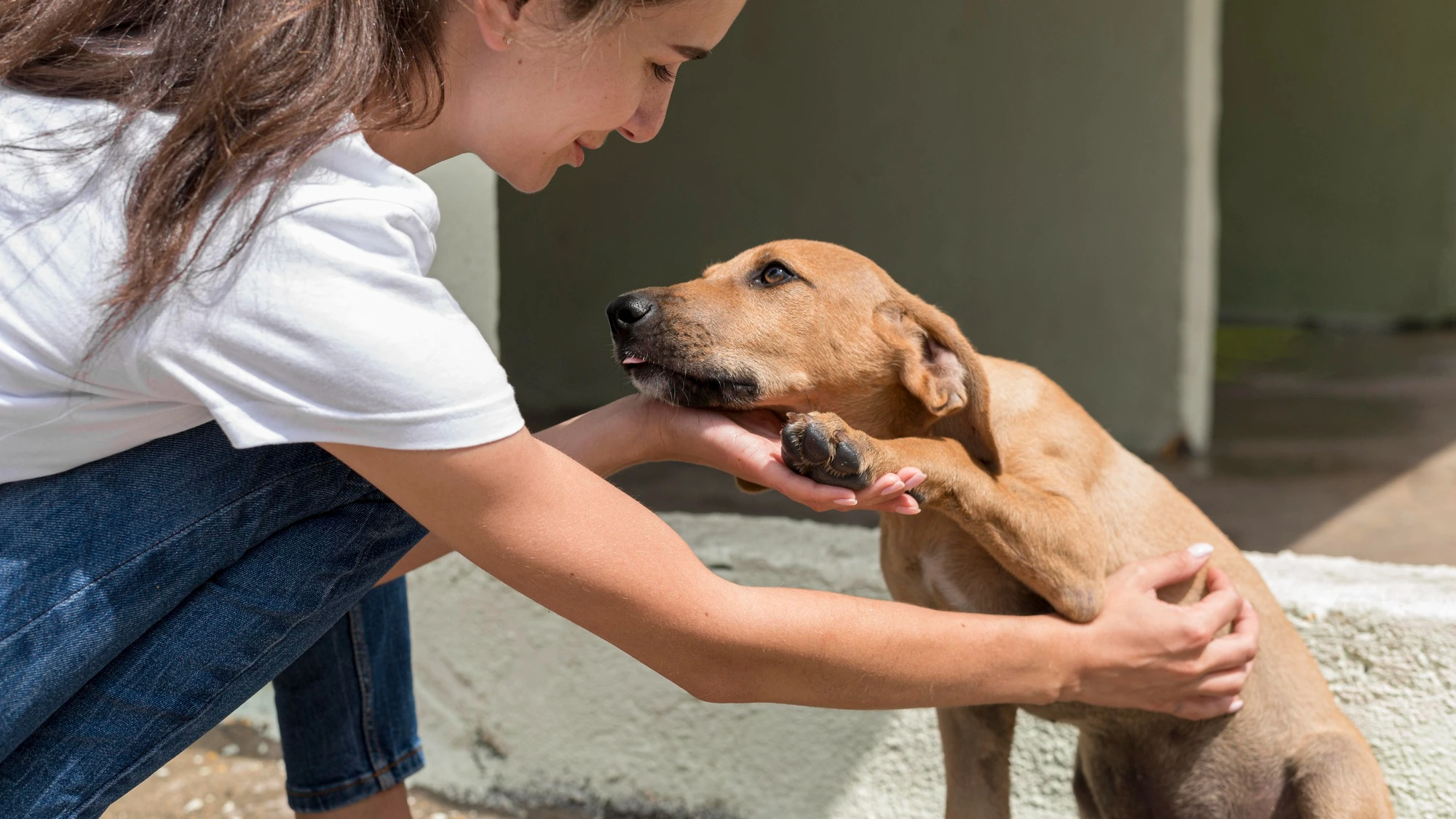 Rescuing and Rehabilitating Stray Animals